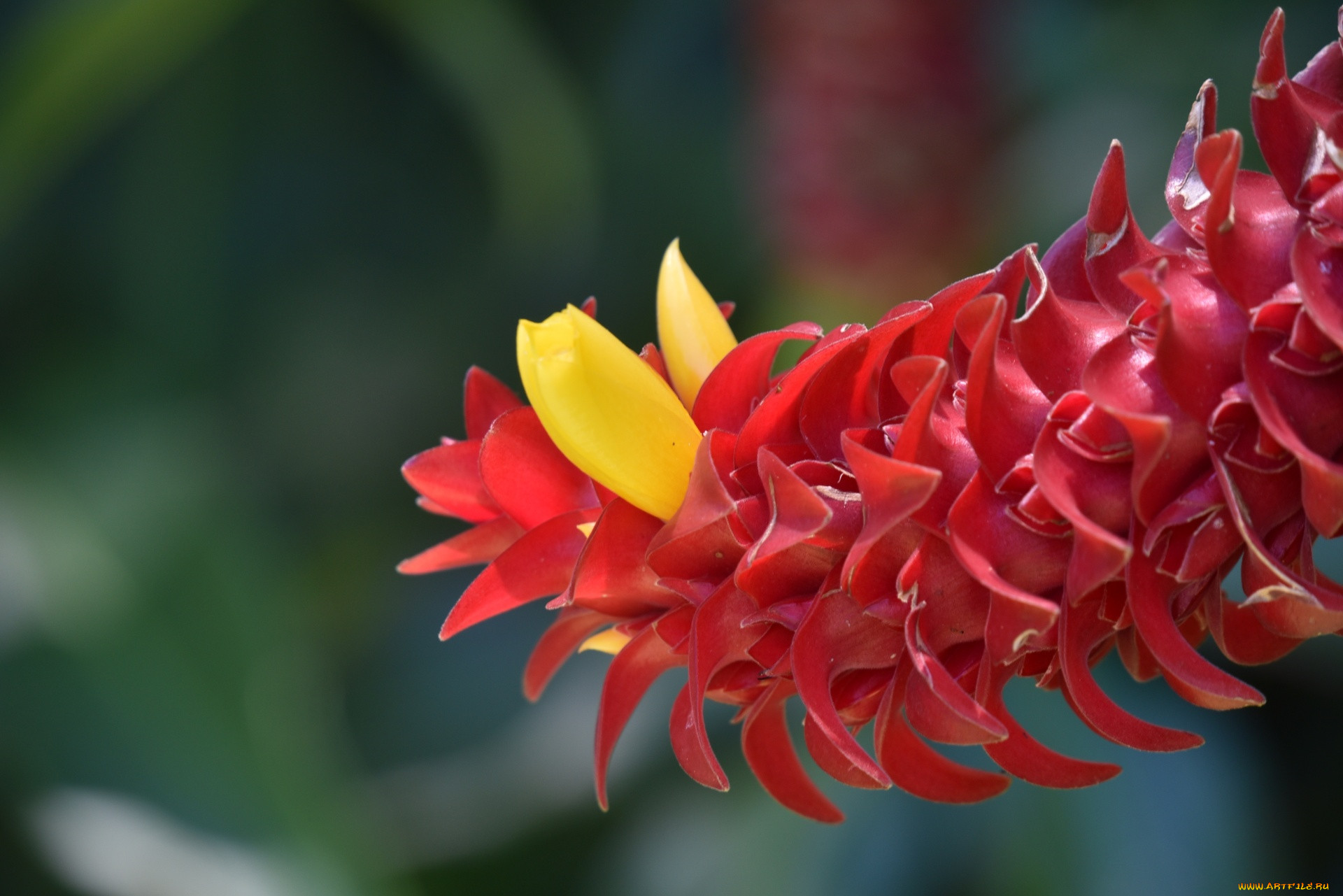 spiral ginger plant, ,  ,  , spiral, ginger, plant